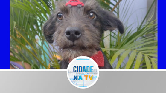Pets continuam precisando de um lar