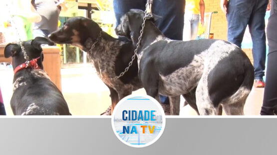Foi um sucesso a campanha de doações de Pets