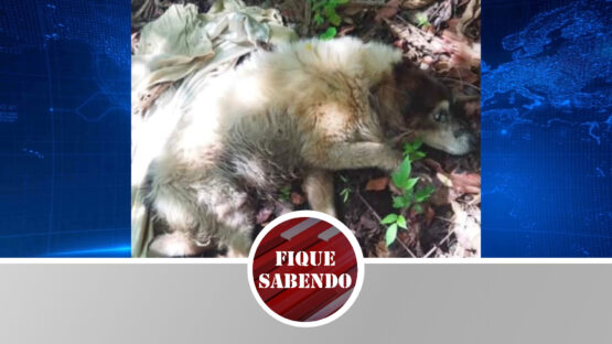 Instituto denuncia suposto maus tratos contra cão
