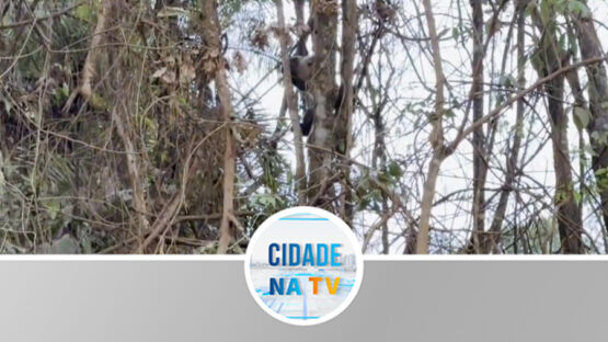 Animais estariam em perigo ( segundo Associação de proteção )
