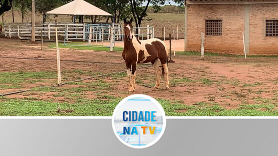 A volta da equoterapia na APAE Batatais SP