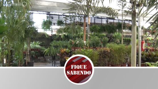 Dicas de plantas para residência
