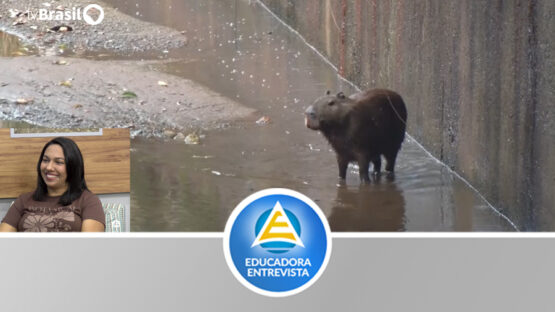 Capivara aparece no centro de Batatais SP