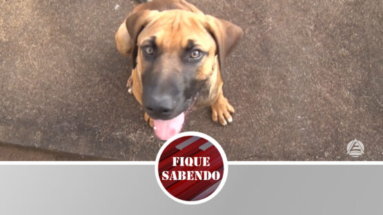 Aposentada pede ajuda por filhote de cão abandonado