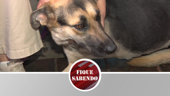 Pedido de adoção para cão com necessidade especial