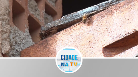 Atenção e cuidados para com as abelhas
