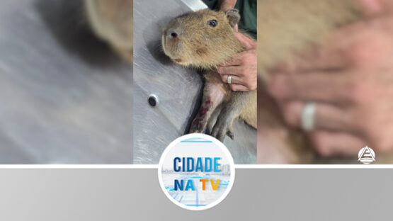 Capivaras trazendo preocupações na região do lago Municipal