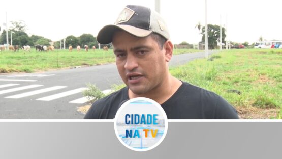 Novilhas soltas