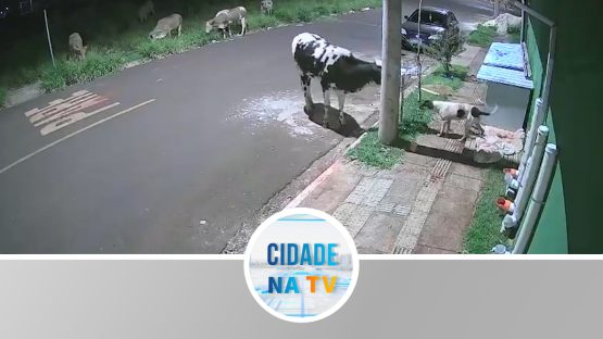Animais disputam ração em bairro de Batatais